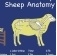 Sheep Anatomy Thumb.jpg